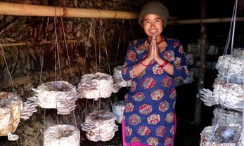 Kweken van oesterzwammen Nepal ICFON